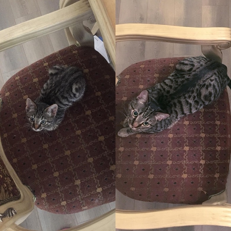 Comparison photo of cat as kitten and adult in loaf shape