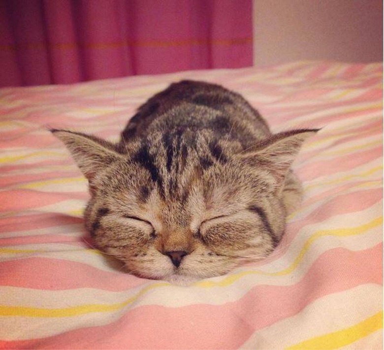 Small cat in loaf shape