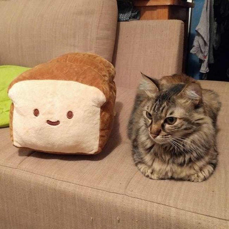 Cat sitting in loaf shape next to pillow shaped like loaf of bread