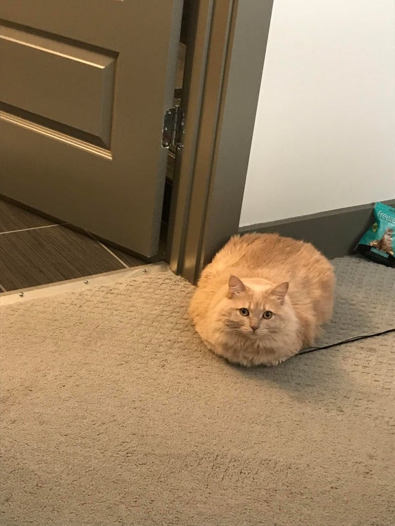 Large orange cat sitting in loaf shape