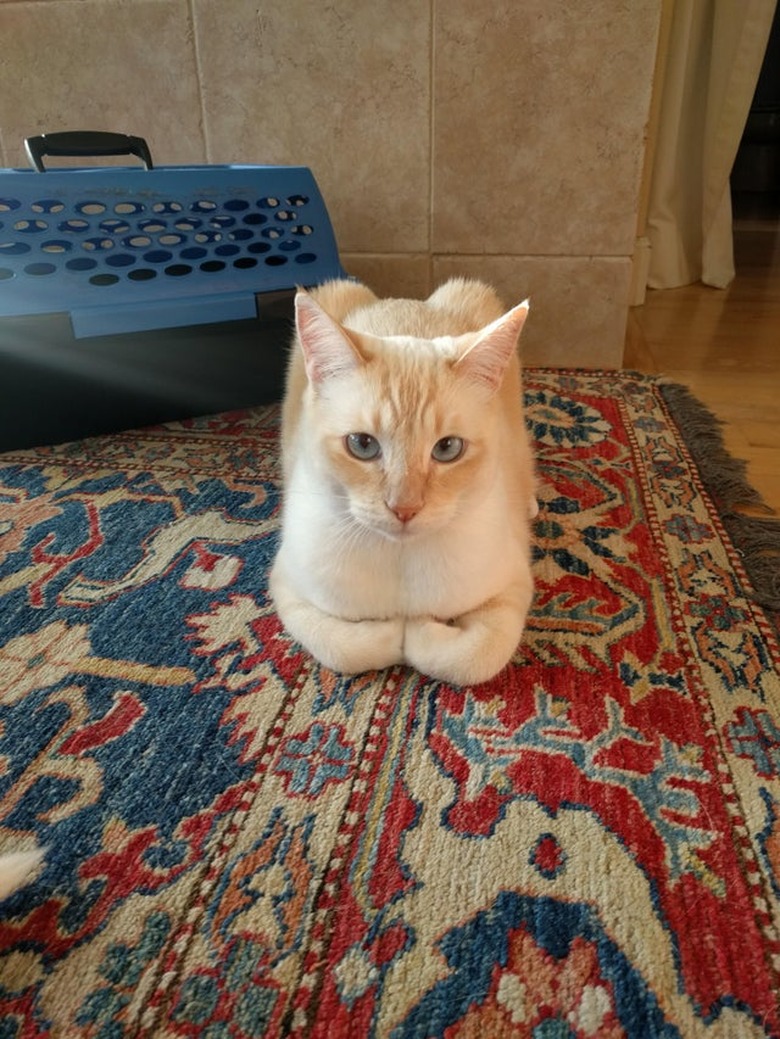 Cat sitting in loaf shape