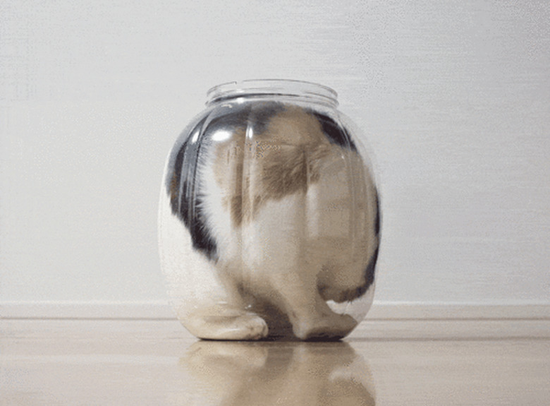 cats are liquid