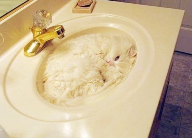 cat sleeping in sink