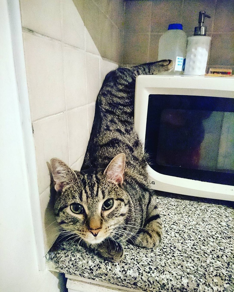 cat wedged between microwave and wall