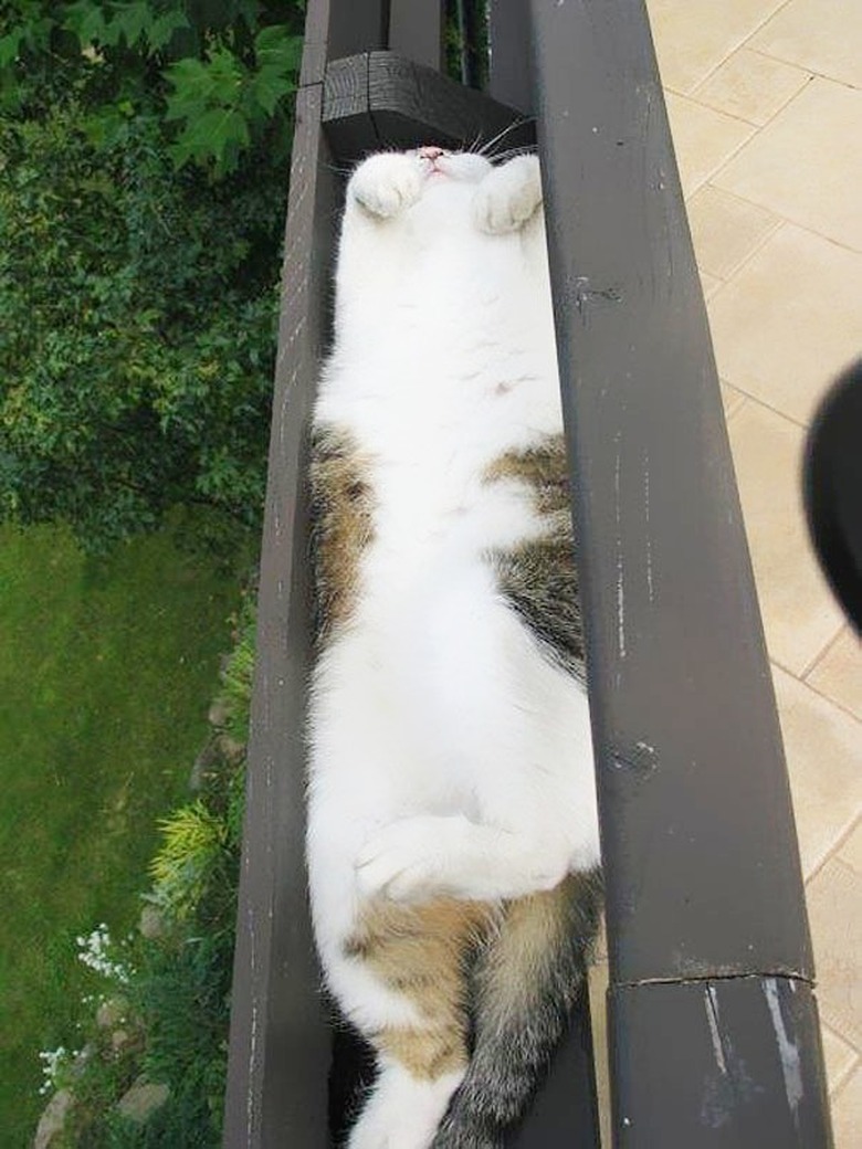 cats are liquid