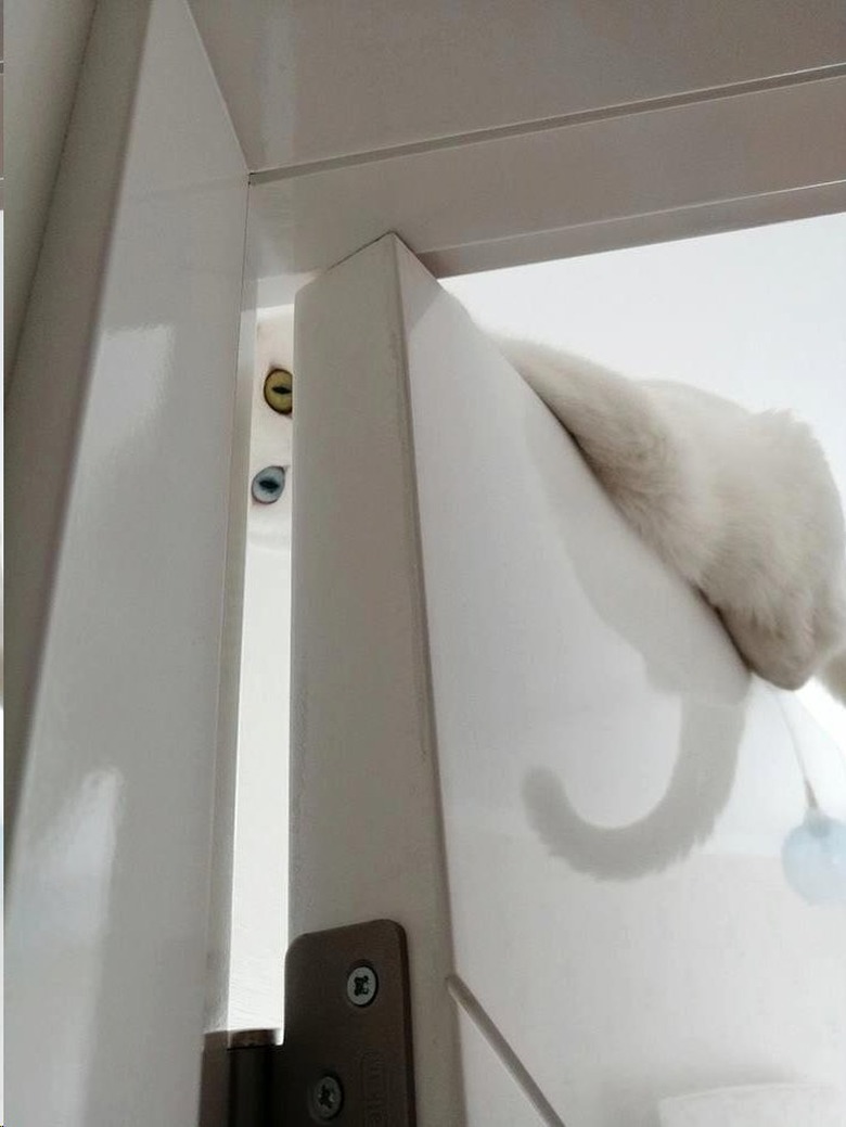 A white cat peers down from top of door.