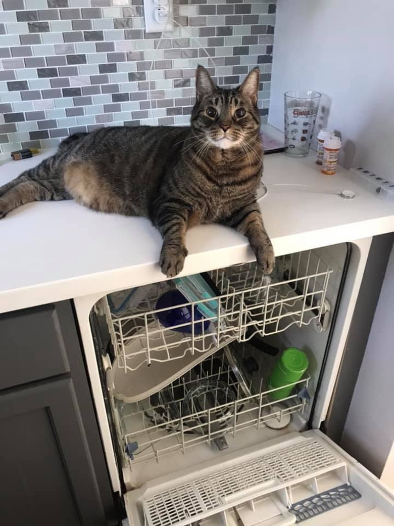 cat lazes on counter above open dishwasher.