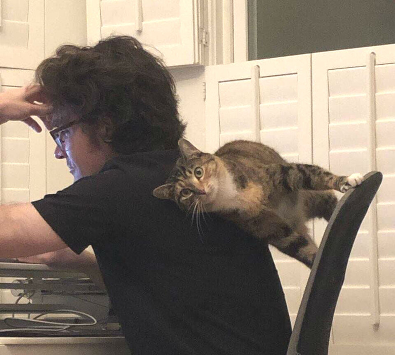 funny cat rests between human and chair.