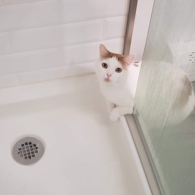 cat investigates shower.