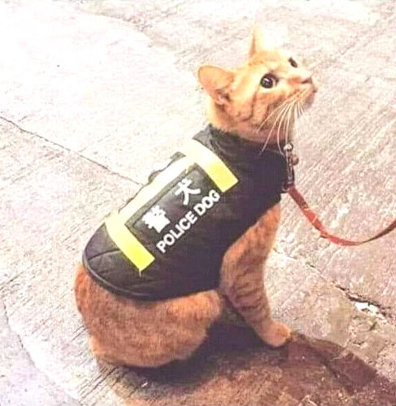 cat wearing police dog vest.