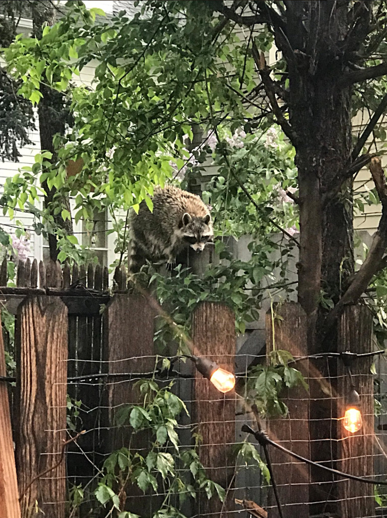 20 chubby raccoons eating all the foods