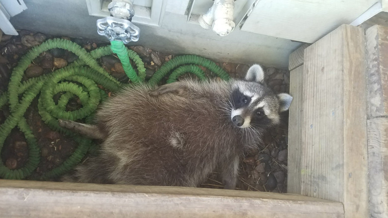 20 chubby raccoons eating all the foods