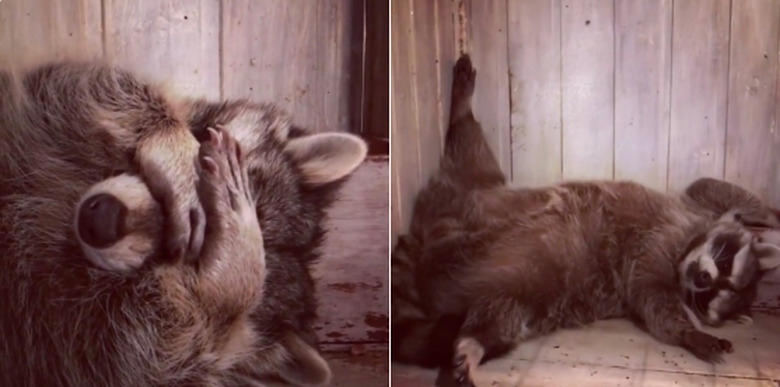 20 chubby raccoons eating all the foods