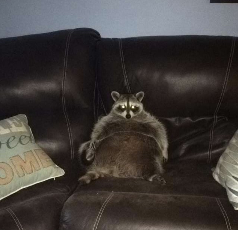 20 chubby raccoons eating all the foods