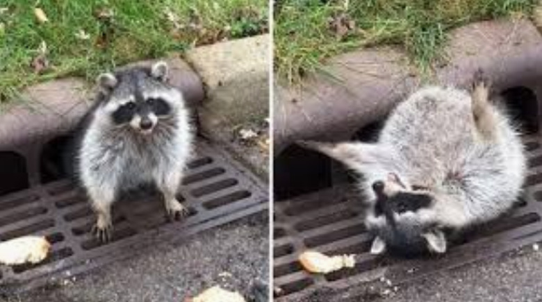 20 chubby raccoons eating all the foods