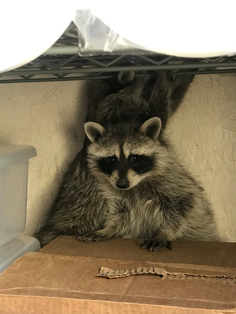 20 chubby raccoons eating all the foods