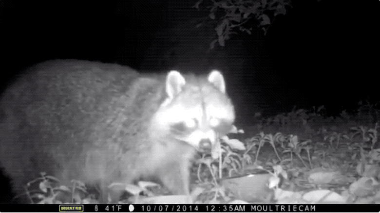 20 chubby raccoons eating all the foods