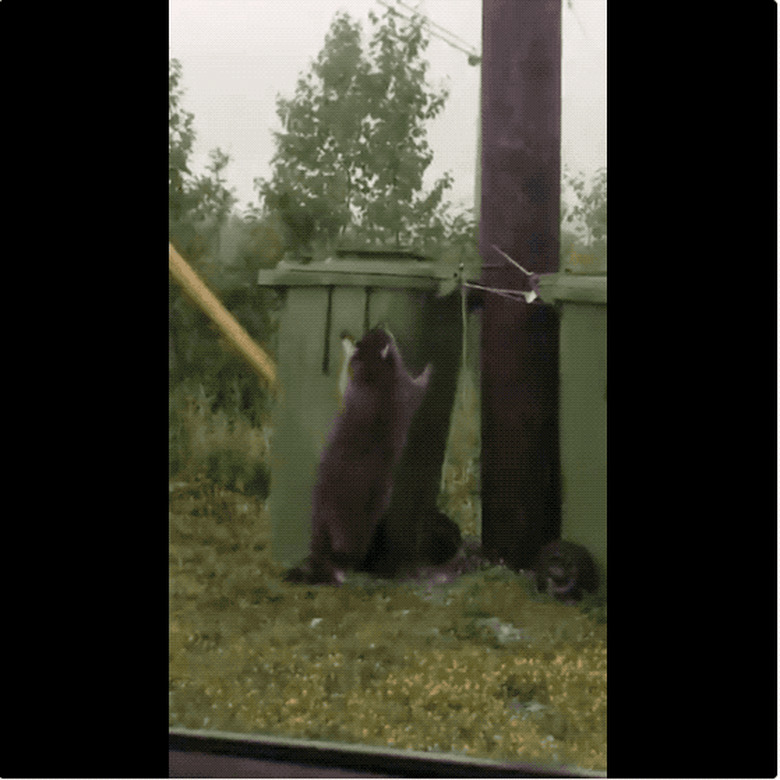 20 chubby raccoons eating all the foods