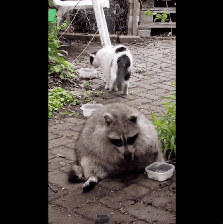 20 chubby raccoons eating all the foods