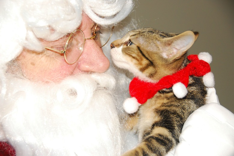 Kitten with Santa Claus