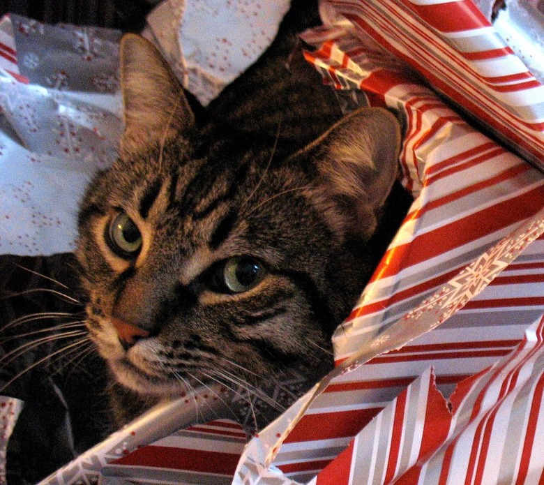 Cat in wrapping paper