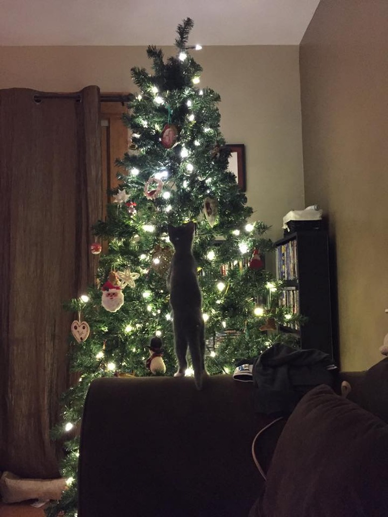 Kitten in front of lighted Christmas tree