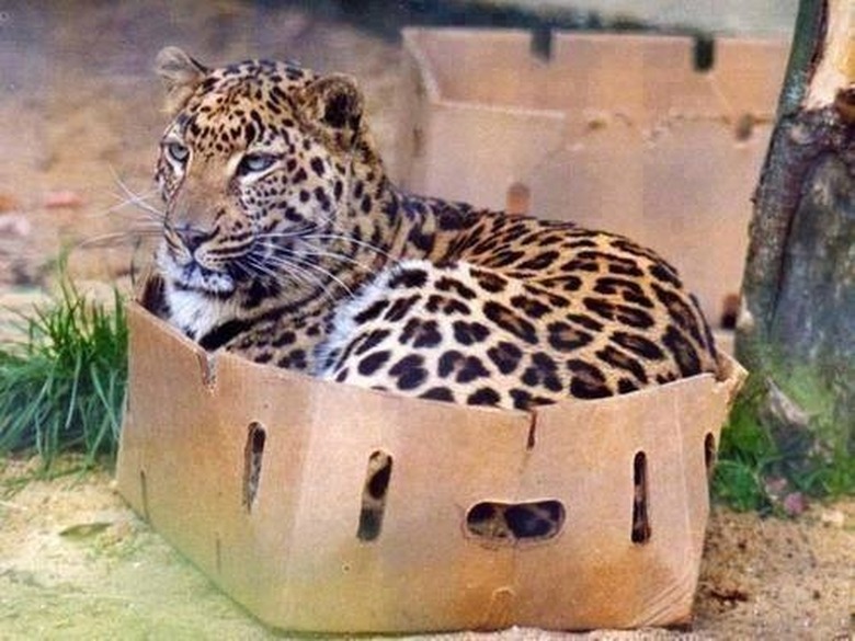 Cheetah in cardboard box