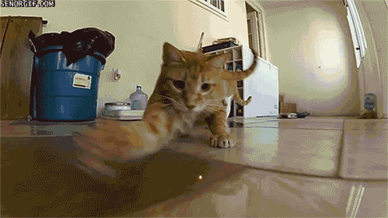 cat chases laser dot