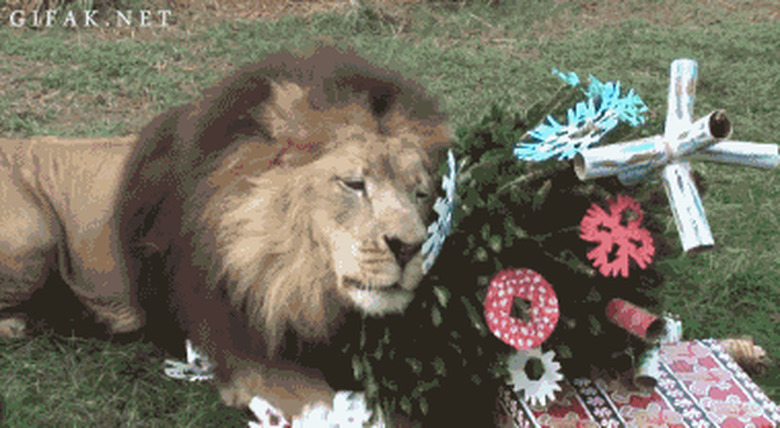 lion loves christmas tree