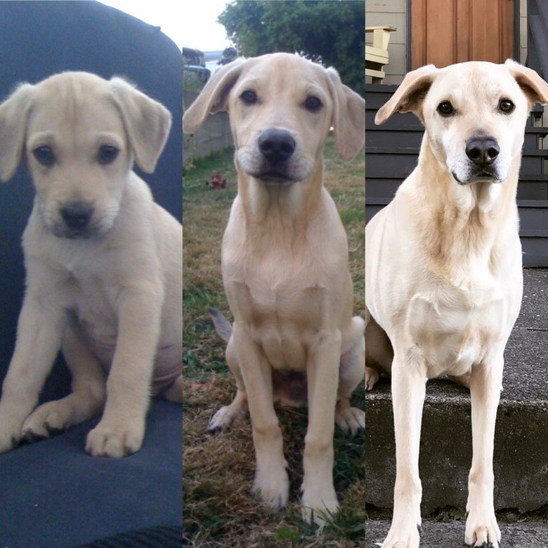 Side-by-side photos of dog with long legs as a puppy and an adult.