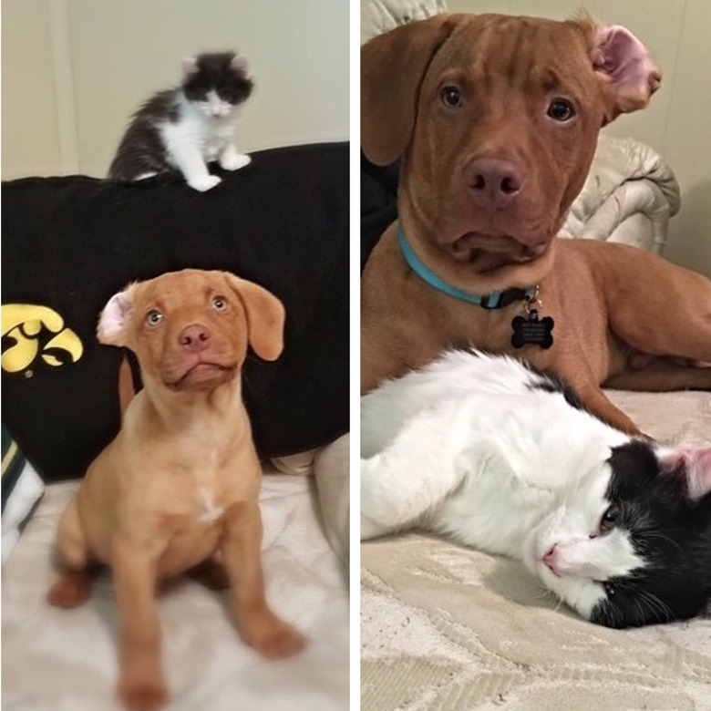 Side-by-side photos of dog with inside-out ear as a puppy and an adult.