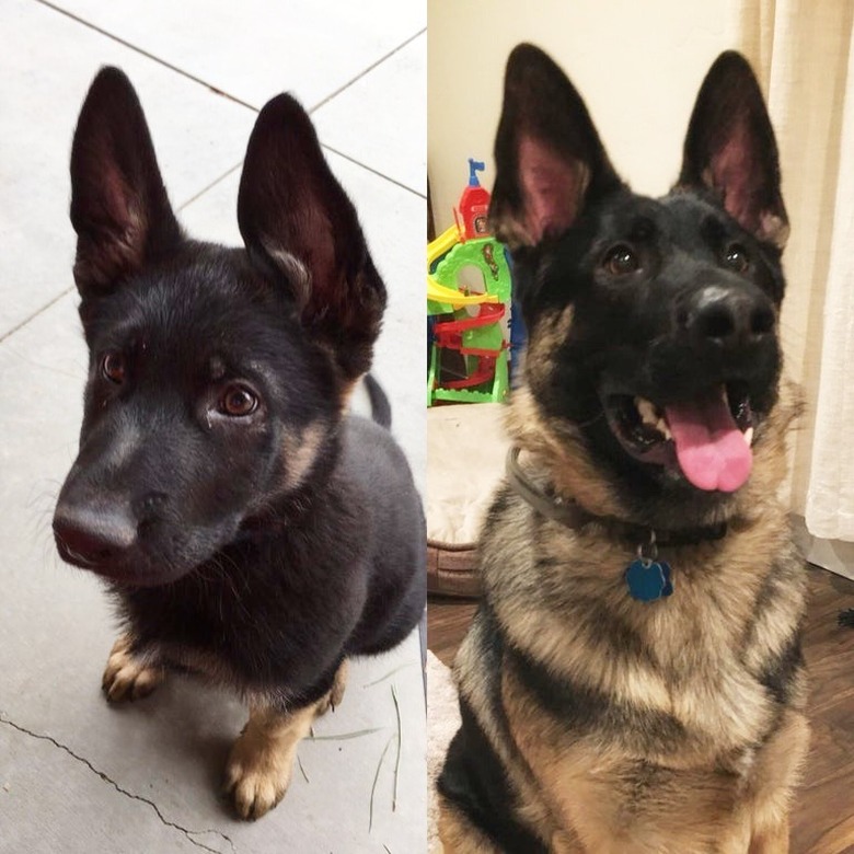 Side-by-side photos of dog as a puppy and an adult.