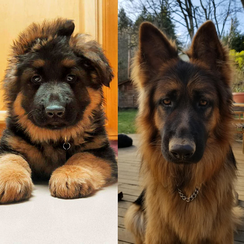 Side-by-side photos of dog as a puppy and an adult.