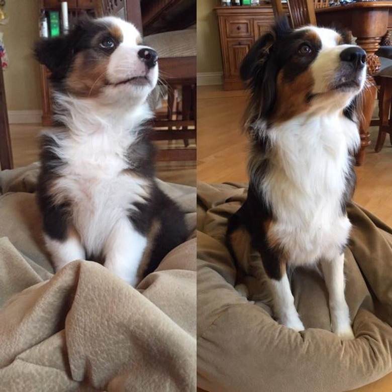 Side-by-side photos of dog as a puppy and an adult.