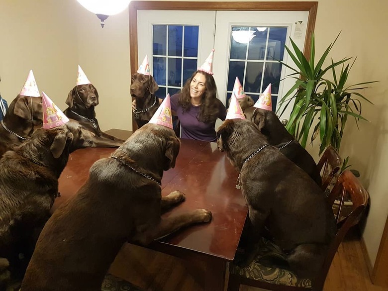 20 Dogs — And 1 Cat — Rocking Sweet Party Hats