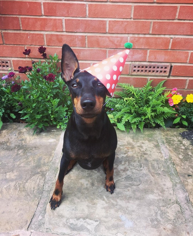 20 Dogs — And 1 Cat — Rocking Sweet Party Hats