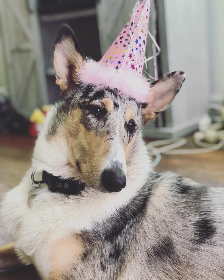 20 Dogs — And 1 Cat — Rocking Sweet Party Hats