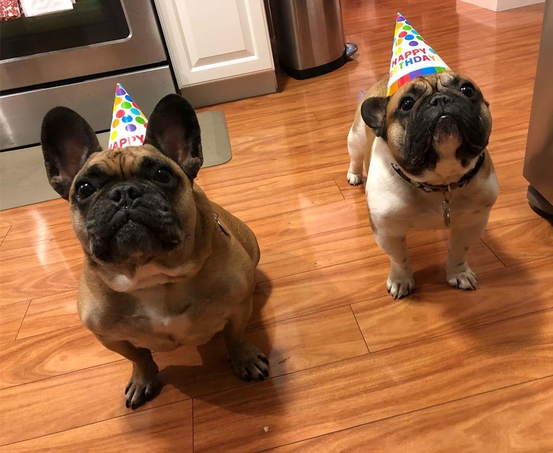 20 Dogs — And 1 Cat — Rocking Sweet Party Hats