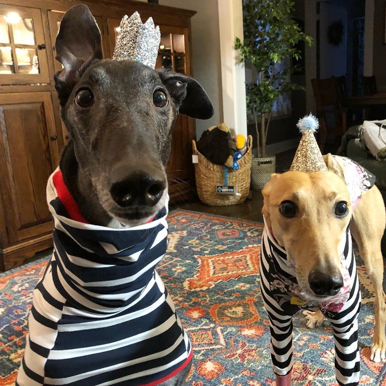 20 Dogs — And 1 Cat — Rocking Sweet Party Hats