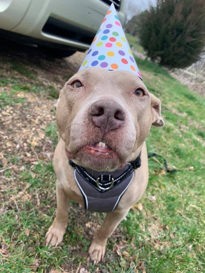 20 Dogs — And 1 Cat — Rocking Sweet As Heck Party Hats