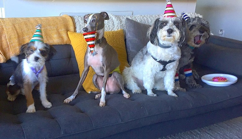 20 Dogs — And 1 Cat — Rocking Sweet Party Hats