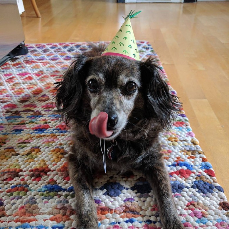 20 Dogs — And 1 Cat — Rocking Sweet Party Hats