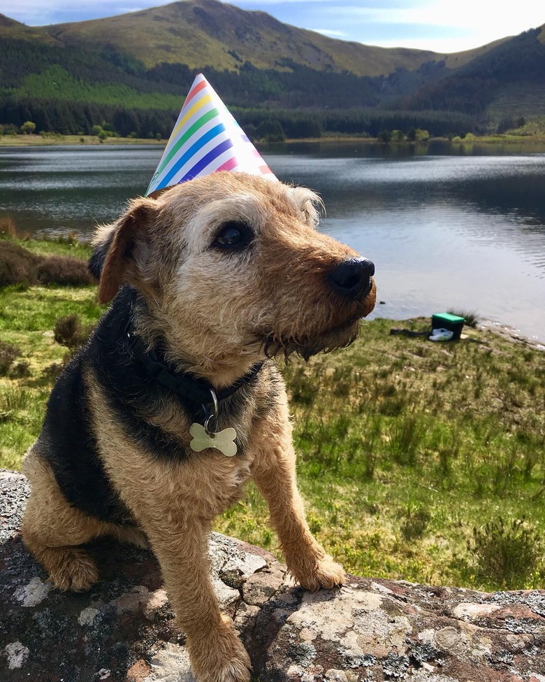 20 Dogs — And 1 Cat — Rocking Sweet Party Hats