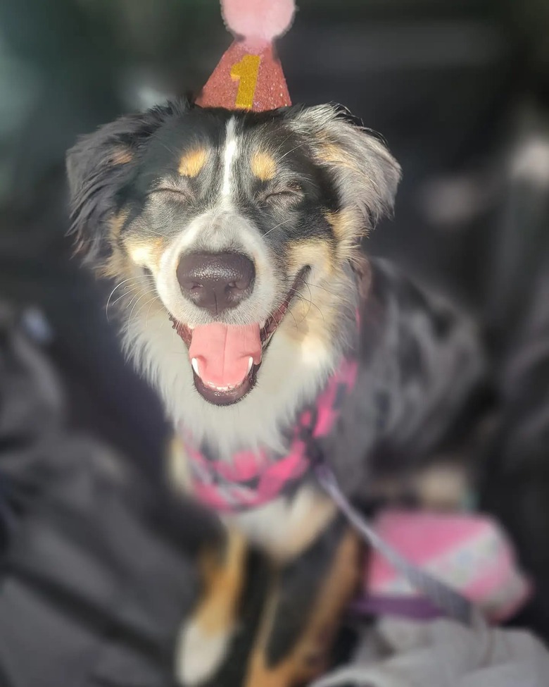 happy dog celebrates birthday