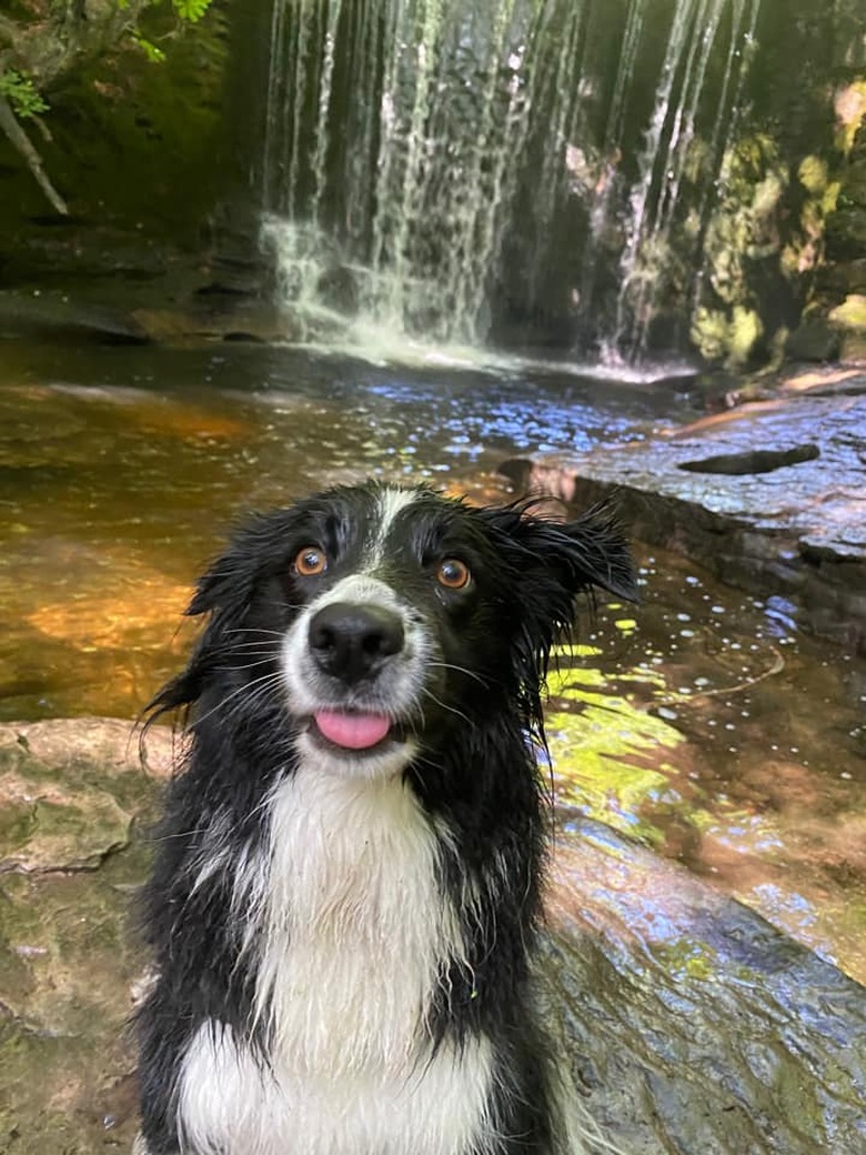 happy dog poses in front of waterfall