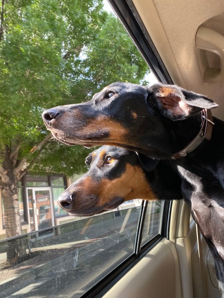 dogs stick head out car window