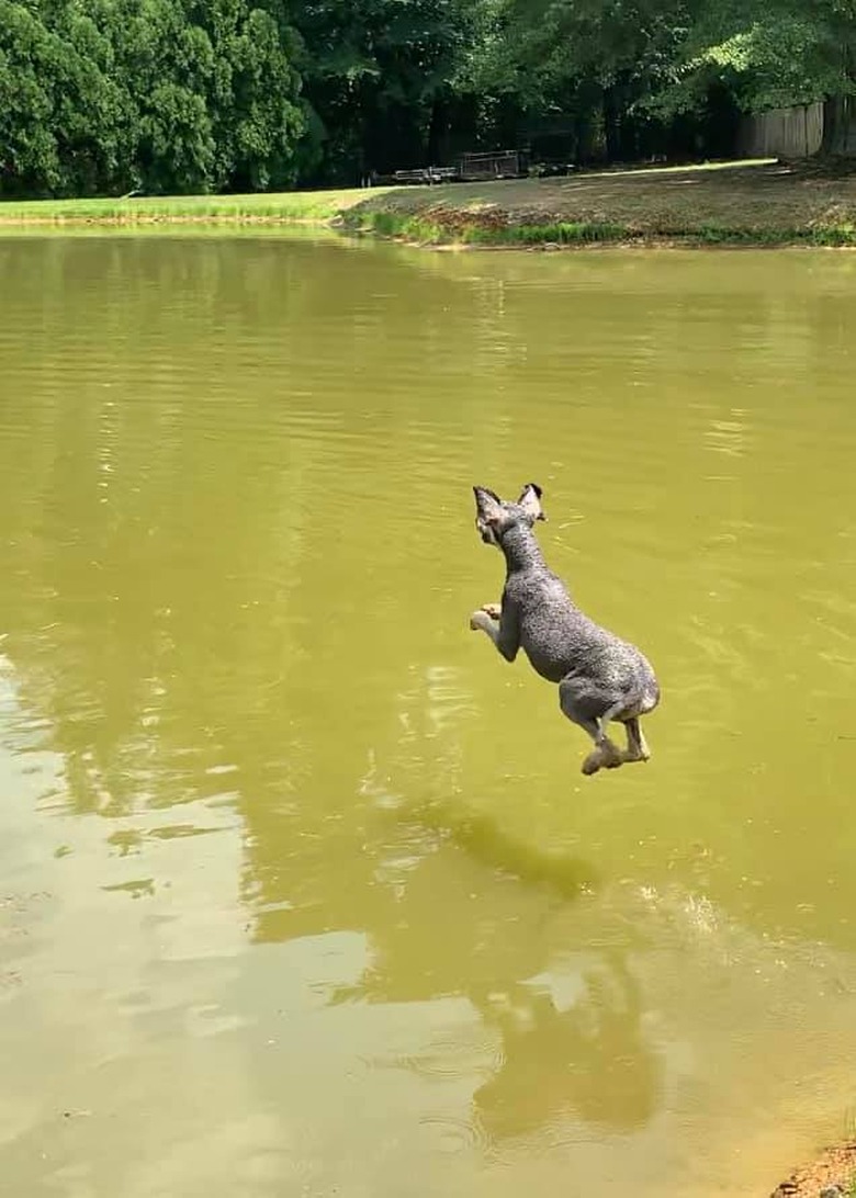 dog hovers over water