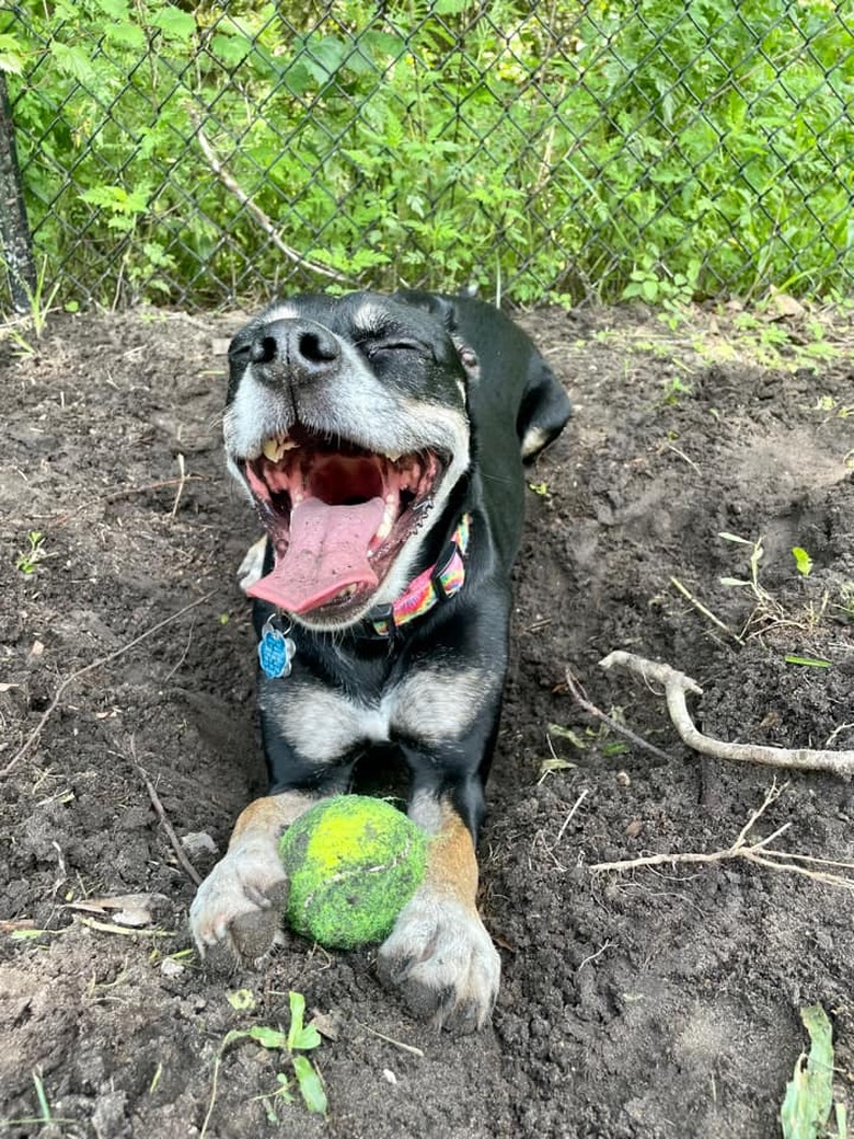 dog and tennis ball