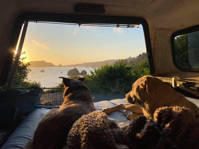 dogs watching sunset