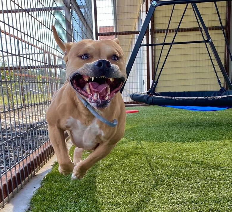 dog doing a happy run